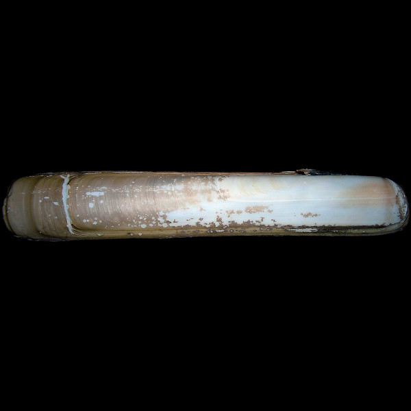 Solen marginatus