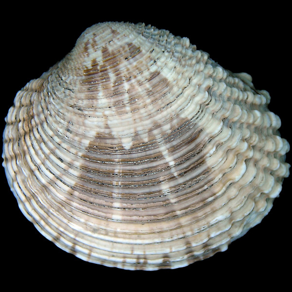 Venus verrucosa