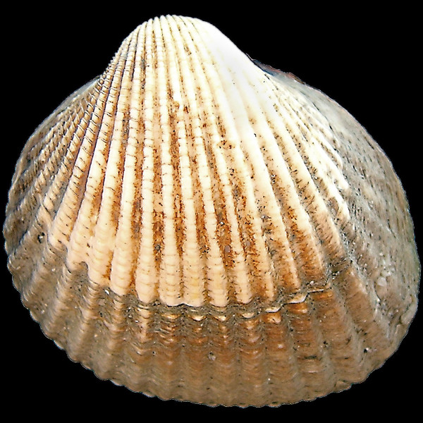 Cerastoderma glaucum