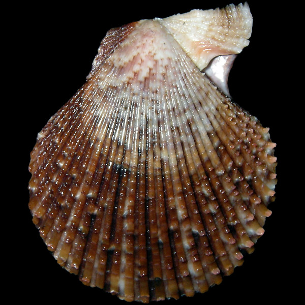 Mimachlamys varia