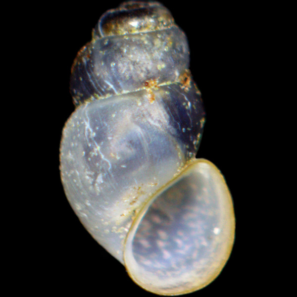 Bythinella bavarica