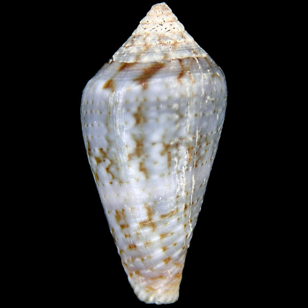 Conus echinophilus