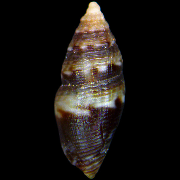 Mitromorpha hierroensis