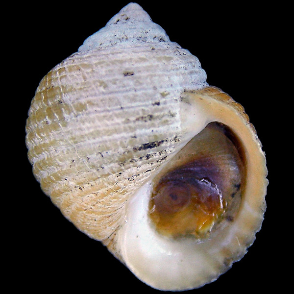 Littorina saxatilis