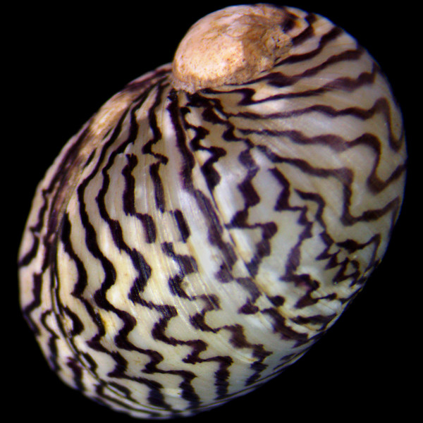 Theodoxus danubialis