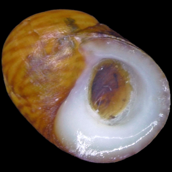Littorina obtusata