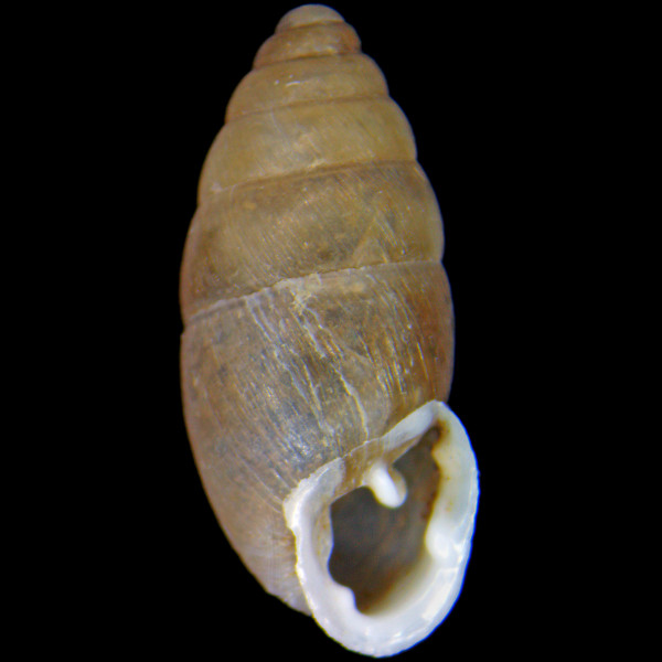 Chondrula tridens