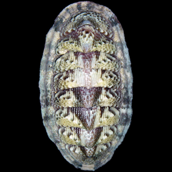 Lepidochitona canariensis