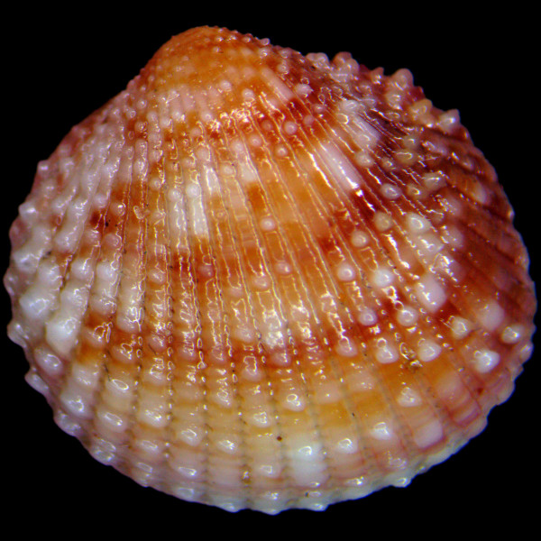 Papillicardium papillosum