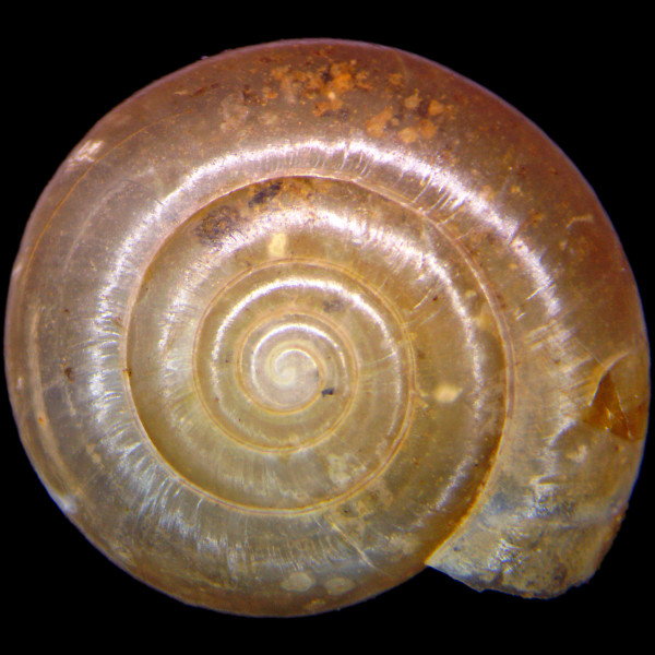 Oxychilus cellarius