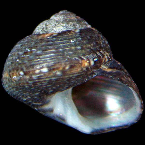 Gibbula aurantia