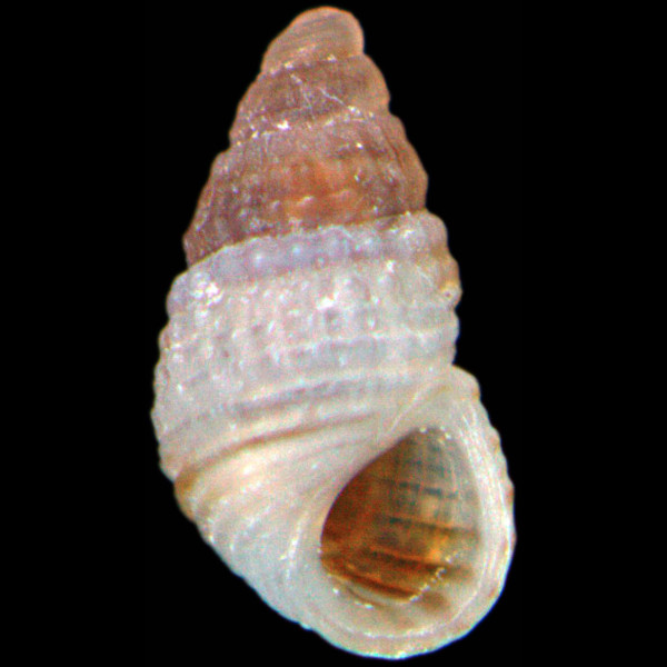 Alvania mediolittoralis
