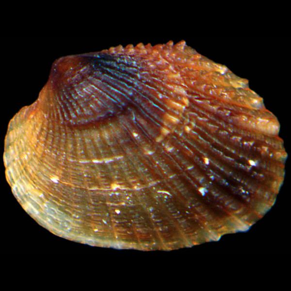 Parvicardium vroomi
