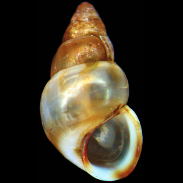 Rissoa parva