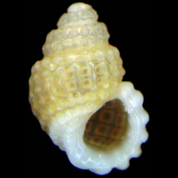Alvania cancellata