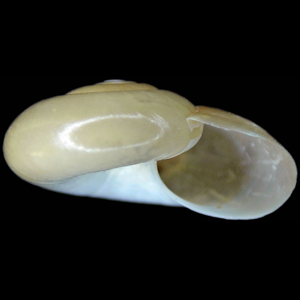 Aegopinella nitens