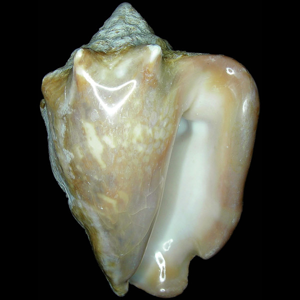 Thetystrombus latus