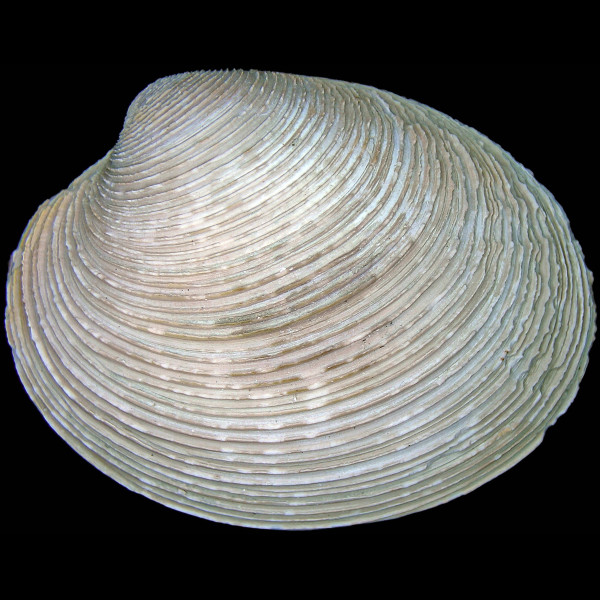 Dosina mactracea