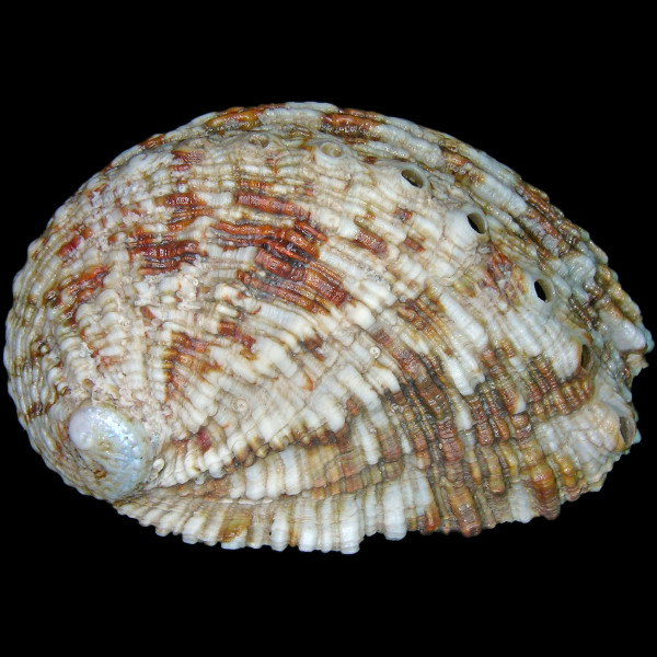 Haliotis tuberculata