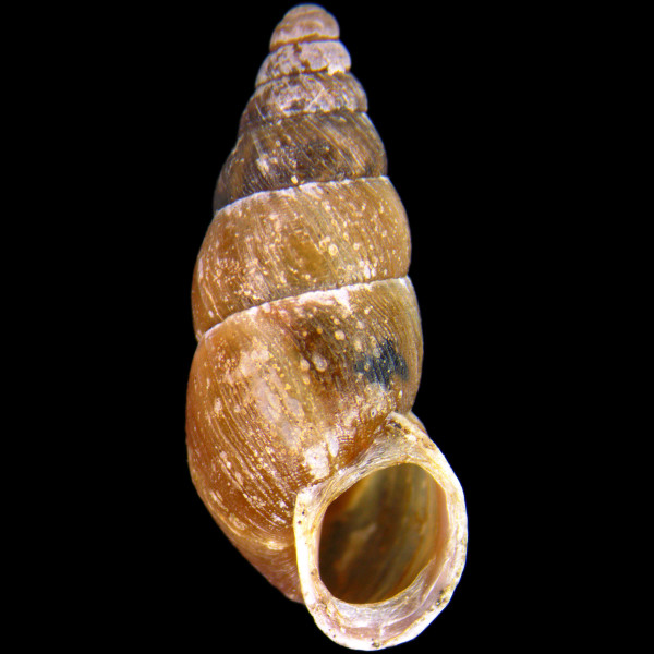 Ena montana