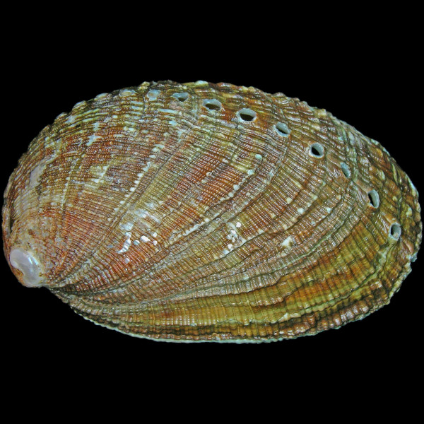 Haliotis tuberculata