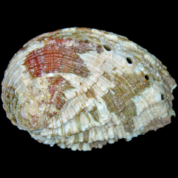 Haliotis tuberculata