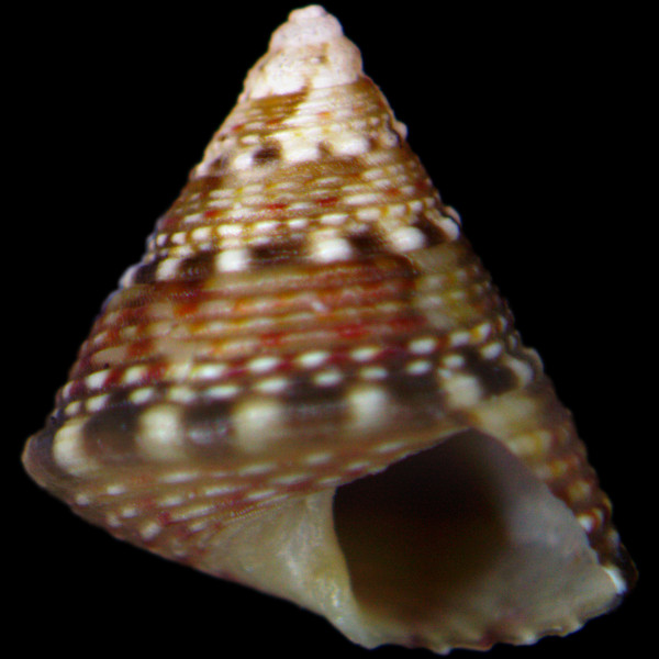 Jujubinus gravinae