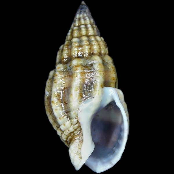 Tritia nitida