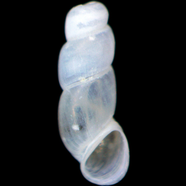 Truncatella subcylindrica
