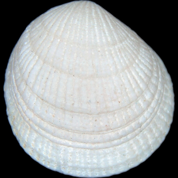 Ctena decussata