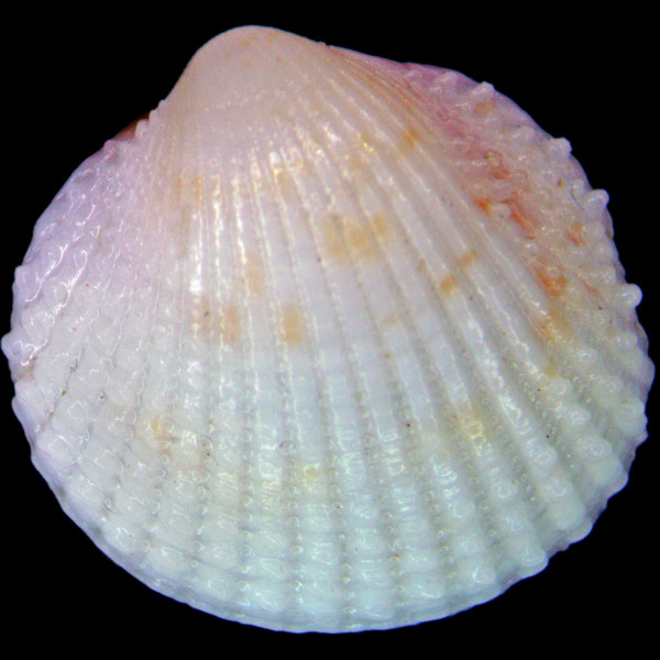 Papillicardium papillosum