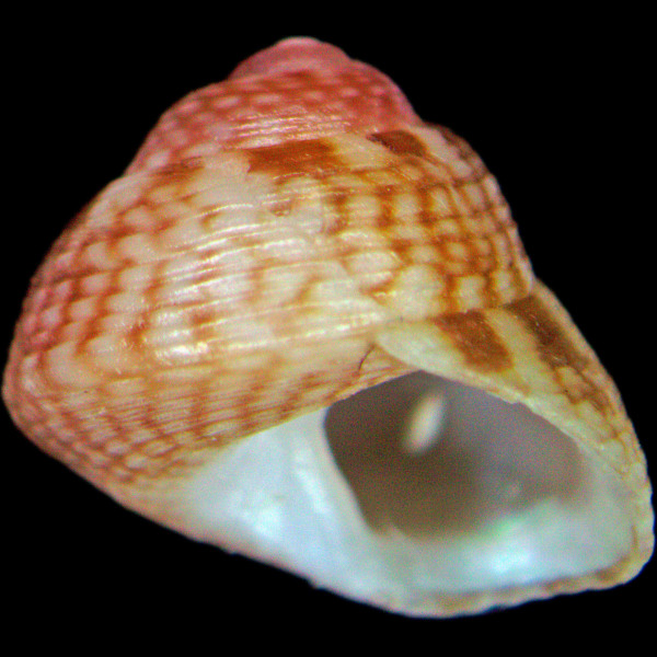 Steromphala racketti
