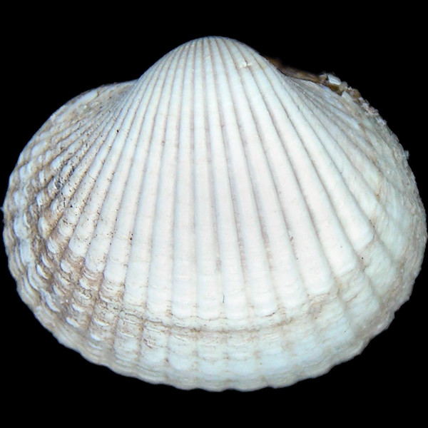 Cerastoderma edule