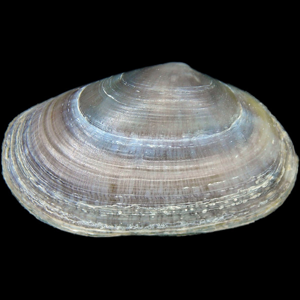 Donacilla cornea