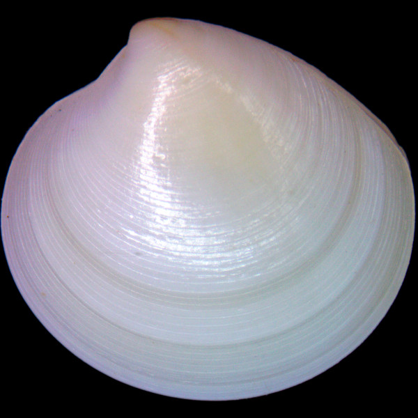 Dosinia lupinus