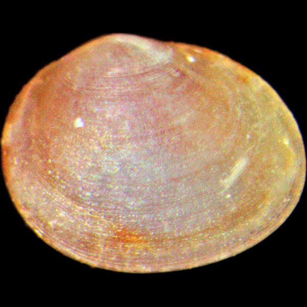 Lasaea rubra
