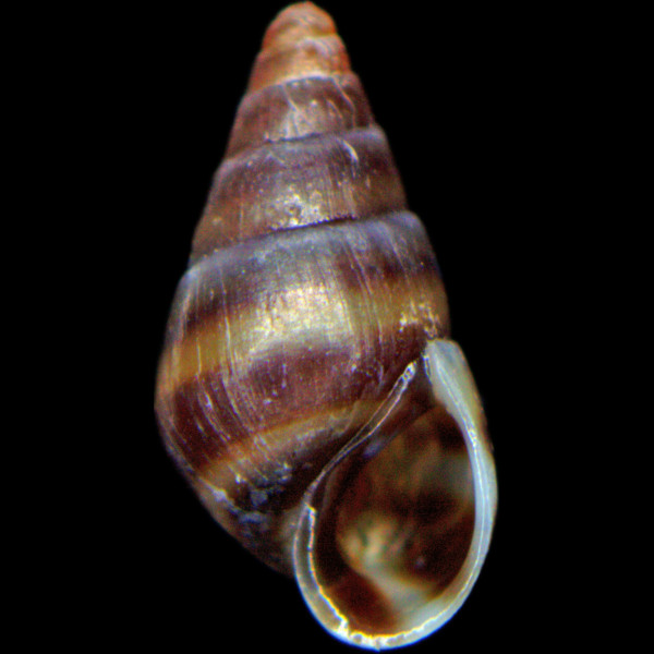 Cingula trifasciata