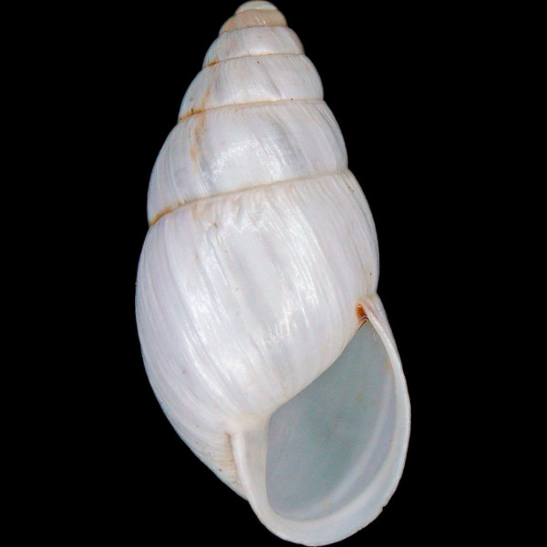 Zebrina detrita