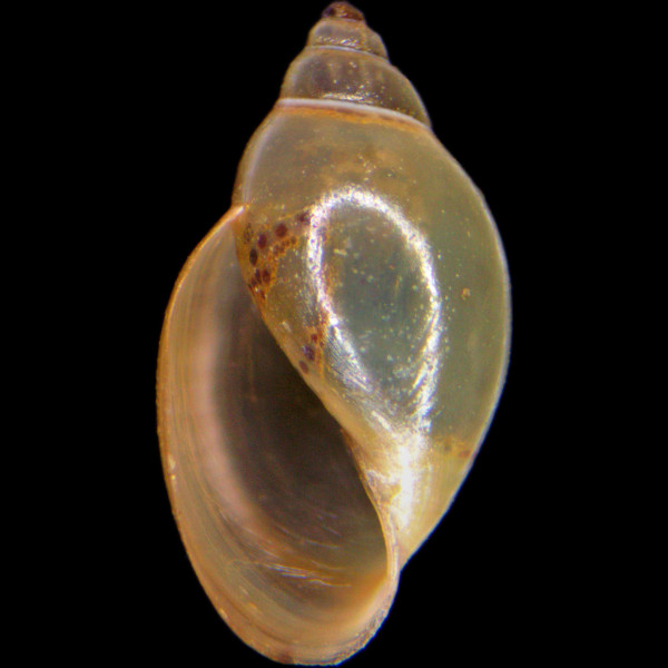 Physella acuta