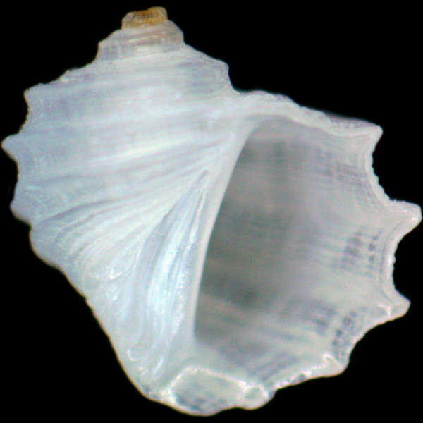 Fossarus ambiguus
