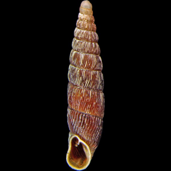 Macrogastra plicatula