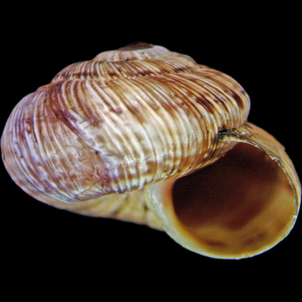 Cernuella cisalpina
