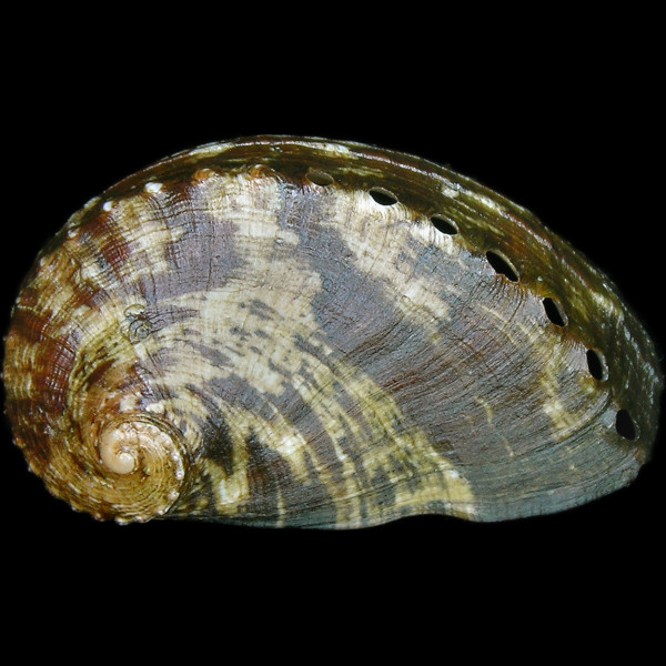 Haliotis tuberculata