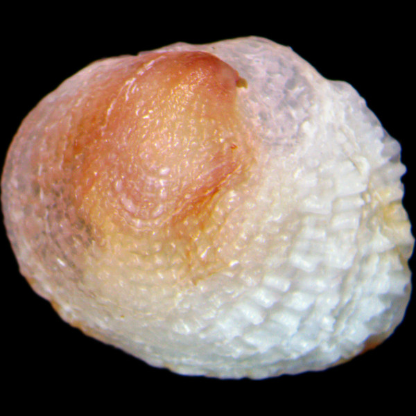 Chama circinata