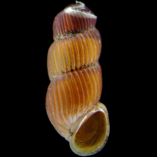 Truncatella subcylindrica