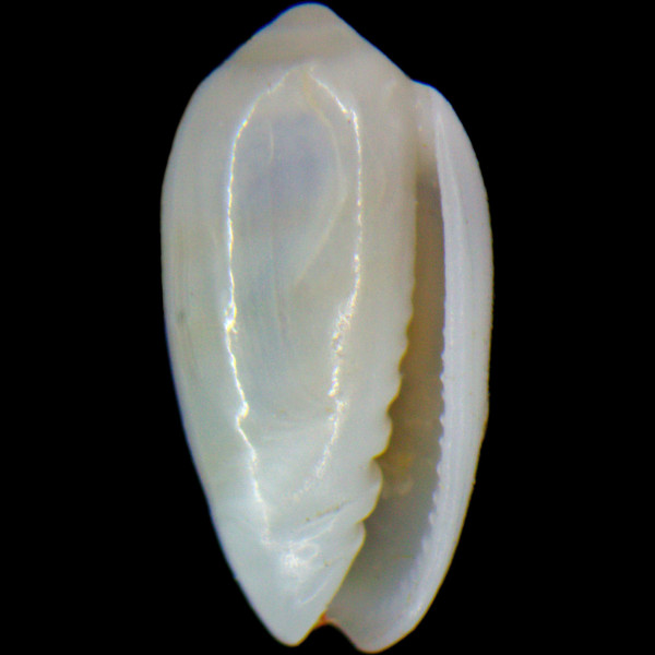 Gibberula chudeaui