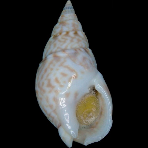 Nassarius marmoreus
