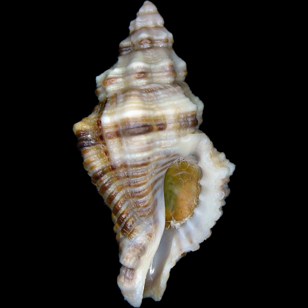 Lataxiena blosvillei