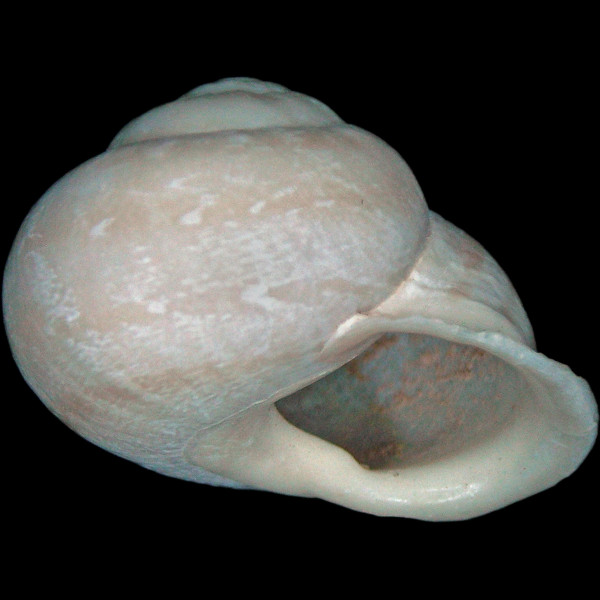 Hemicycla sarcostoma