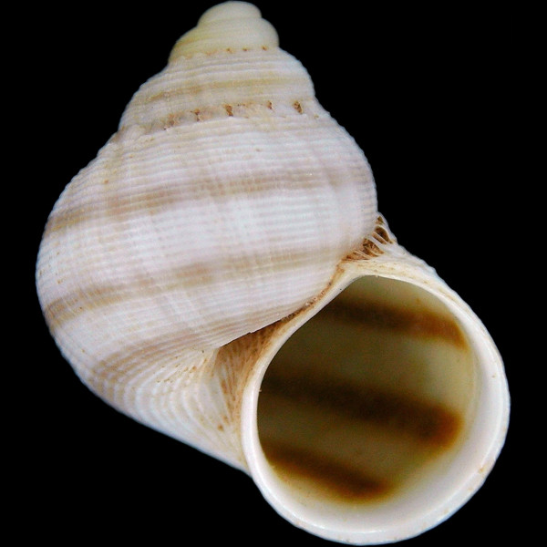 Pomatias canariensis